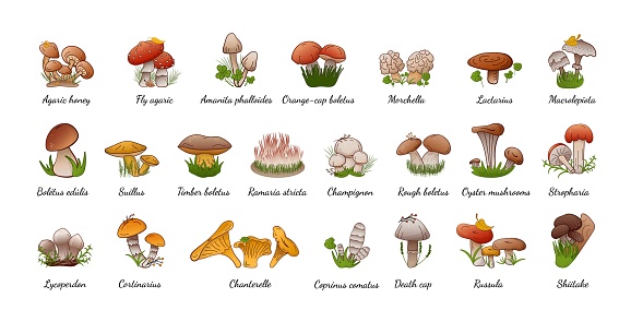 Vector set forest mushrooms with names. Collection different types mushrooms edible and inedible. Colorful cartoon assorted mushrooms for cover, print, book decoration, postcard, stickers, web element