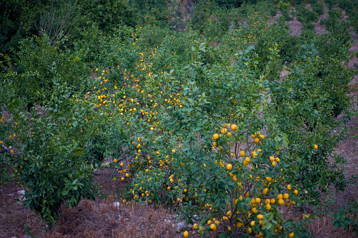 Blooms, Tangerine garden in sunlight with ripe orange fruits on the sunny trees and fresh green leaves. Ortanique tangor citrus fruit, Mediterranean natural agricultural background, Cyprus