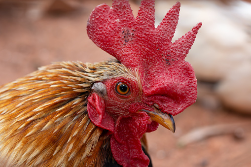 Close-up photography of rooster with blurred background.
