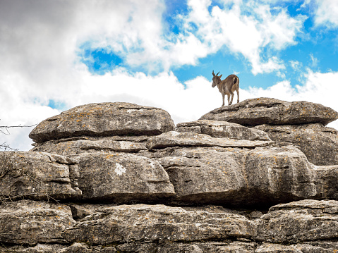 Mountain goat in Torcal de Antequera place of limestone, Andalusia, Spain