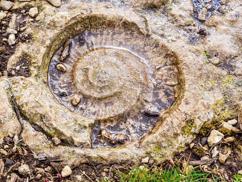 Ammonite fossil trace in Torcal de Antequera, Andalusia, Spain
