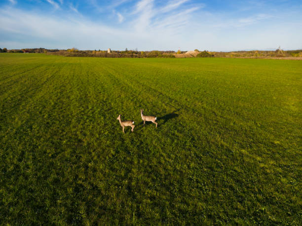 istock Two roe deer in a field, photo from a quadcopter. 1750576746