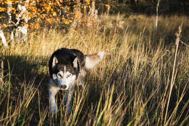 istock Husky dog with multi-colored eyes in the autumn forest. 1750595697