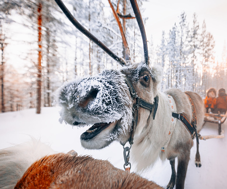 Front portrait view of a reindeer sledding safari ride taiga tour experience while snowing in snow-covered winter wonderland forest at Arctic north pole Finnish Saami Farm in Levi, Rovaniemi, Lapland, Finland