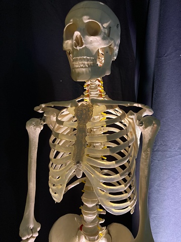 Human skeleton, opened mouth, copy space