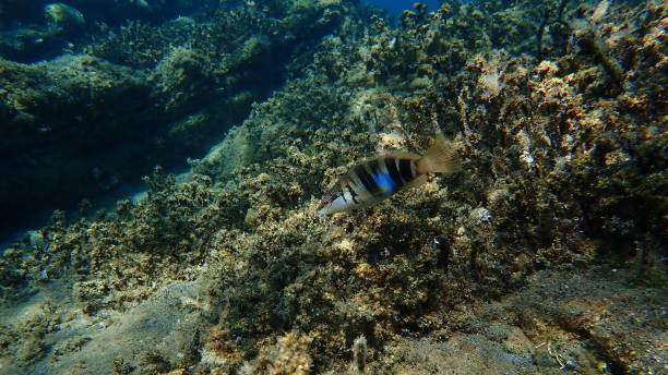 istock Painted comber (Serranus scriba) undersea, Aegean Sea 1750600502