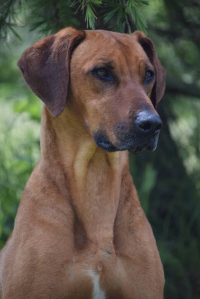 istock Portrait of beautiful Rhodesian ridgeback 1750603077
