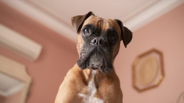 Attentive boxer dog standing against wall and ceiling in room