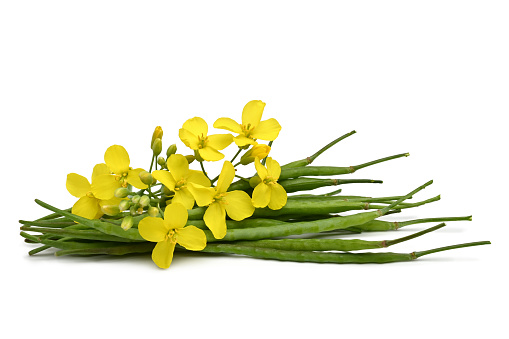 Oilseed Rapeseed (Brassica napus), seed pods with flowers on white background