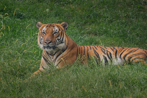 A Malayan tiger rests in a field of grass at the Knoxville Zoo.