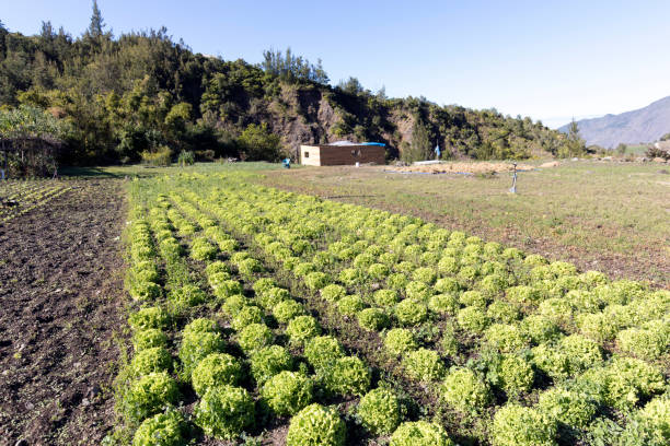 Cilaos, Francia - 11 de agosto de 2022: vista del cultivo de lechuga en La Reunión - foto de stock