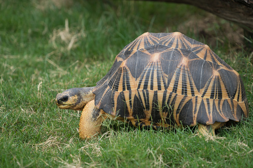 Side view of a radiated tortoise in grass at the Knoxville Zoo.