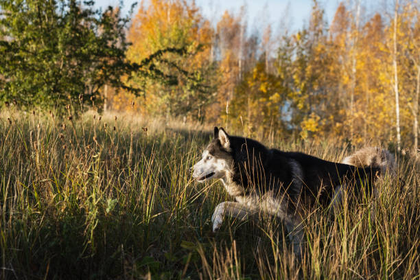 istock Husky dog with multi-colored eyes in the autumn forest. 1750635735