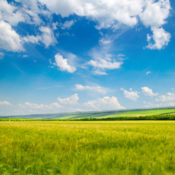 istock Green wheat field and blue sky. 1750648835