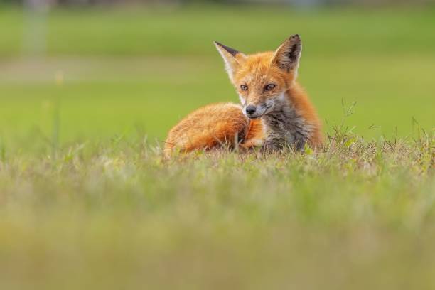 istock Red fox resting in the green grass outdoors 1750656216