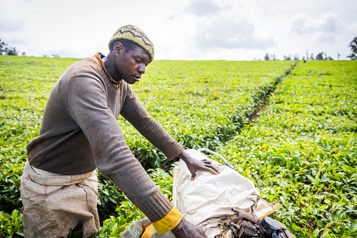 A farmer with a harvester works in the tea fields in Africa.