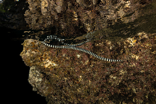Banded Sea Snake Laticauda colubrina on a outer reef swimming to surface, looking for fresh water. Sea Snakes need to drink fresh water and regularly come onto land for that purpose. The Banded Sea Snake Laticauda colubrina occurs in tropical Indo-Pacific. Males maximum length 88 cm, females 142 cm. The Banded Sea Snake is often seen in large numbers in the company of hunting parties of giant trevally (Caranx ignobilis) and goatfish. Their cooperative hunting technique is similar to that of the moray eel, with the Snakes flushing out prey from narrow crevices and holes. \nThis specimen was encountered in the Triton Bay, Kaimana Regency, West Papua Province, Indonesia, 3°55'0.7321 S 134°6'7.7298 E.