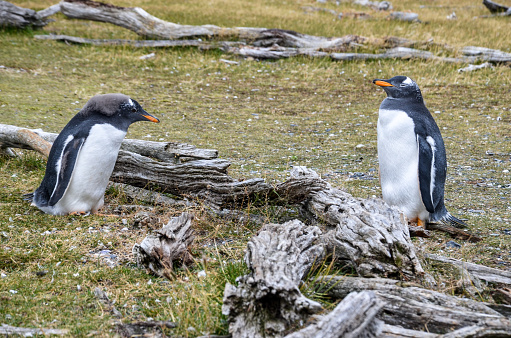 Two gentoo penguins standing and looking at each other, Argentina, Patagonia, South America