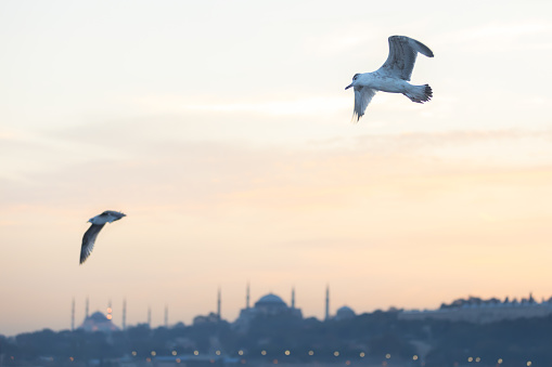 Iconic Istanbul cityscape with flying seagull at sunset.