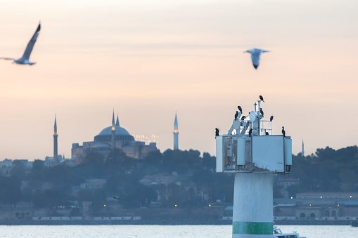 Iconic Istanbul cityscape with flying seagull at sunset.