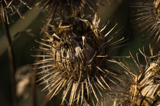 Close up or macro-photograph of dried thistle head.  Image taken in winter conditions, when the ambient temperature was -14C.  Grand Island, NY.