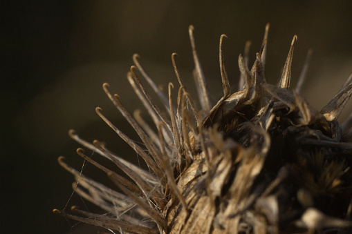 Macro photo of dry bur(fruit) of burdock  with thorns