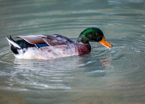 Close up of a duck floating in the lake.