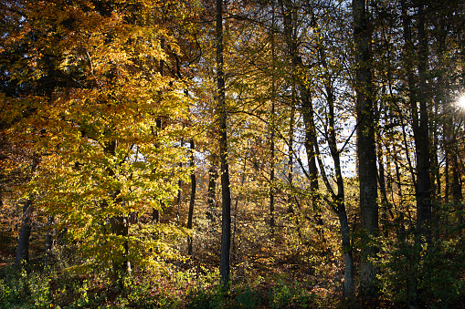 The sun shines through a forest in autumn. The leaves are golden in color. You can see the tree trunks of the deciduous trees and the sun in the background.