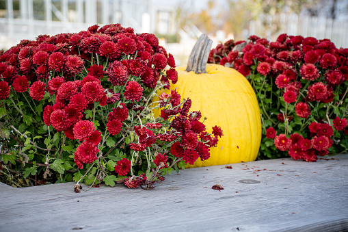 The picnic table becomes a stage for autumn's symphony, with a golden pumpkin taking center spotlight, surrounded by the lush, ruby-red blooms of Chrysanthemums. It's a celebration of the season's abundance.