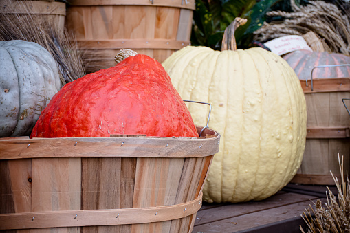 In a picturesque country cottage setting, two quintessential autumnal symbols take the stage. A striking red pumpkin stands gracefully next to a sunny yellow pumpkin, creating a timeless scene that embodies the spirit of the season.