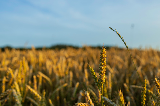 grain field at sunset