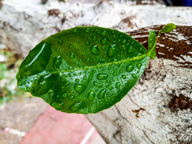 Wet natural green tree leaf with raindrops.