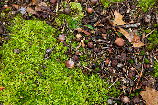 Detailed close up view of forest ground with herb layer, acorns, twigs, and leafs.