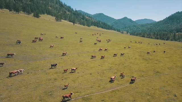 Large herd of spotted cows run in the green field pasture. Aerial drone footage