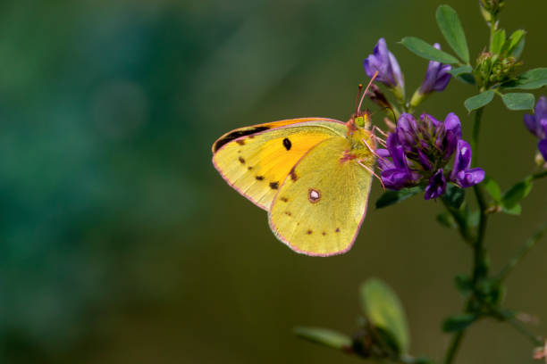 Clouded yellow on purple flower. Colias croceus. Yellow butterflies of Europe. butterfly colias hyale stock pictures, royalty-free photos & images