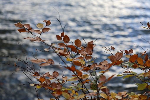 deciduous forest in autumn. Marple in sunlight in morning