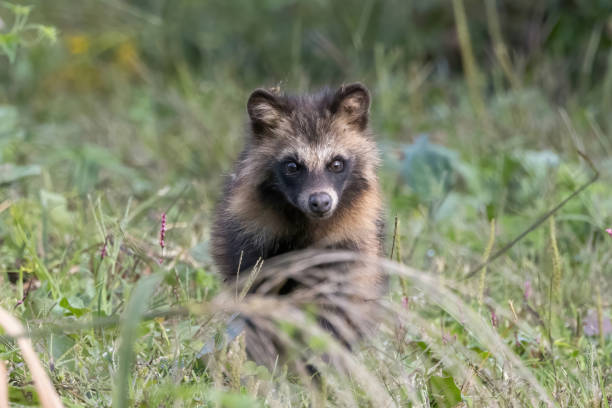 istock Raccoon dog watching out in the grass. 1750779048