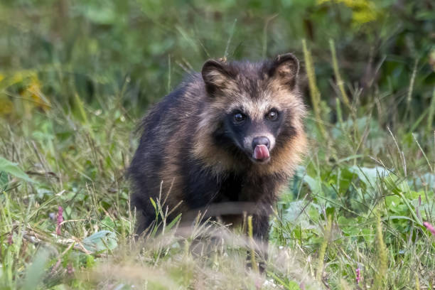 Raccoon dog watching out in the grass.