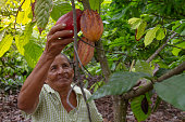 Cacao Trip Experience: An old mature female latin america farmer picking up colorful cocoa pods in a cacao plantation greenhouse in Latin America.