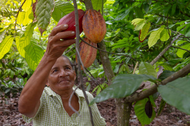Cacao Trip Experience: An old mature female latin america farmer picking up colorful cocoa pods in a cacao plantation greenhouse in Latin America. Cacao Trip Experience: An old mature female latin america farmer picking up colorful cocoa pods in a cacao plantation greenhouse in Latin America. theobroma stock pictures, royalty-free photos & images
