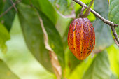 Cacao Cocoa Trip Experience: Multiple pods on cacao tree in a cacao plantation in Latin America.