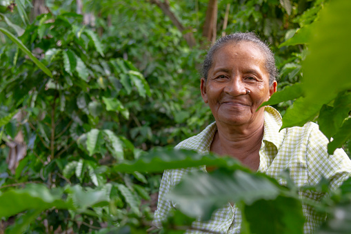 Coffee Trip Experience: An old female latin america farmer picking up colorful coffee beans and smiling to the camera in a coffee plantation greenhouse in Latin America rainforest.