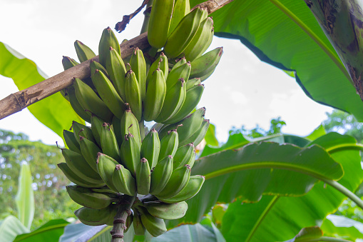 Garden with ripe bunch of green bananas. Banana harvest ready to pick up