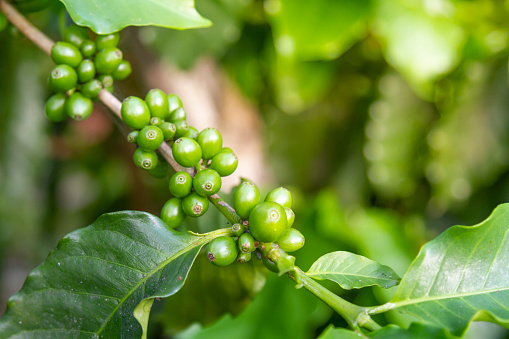 Close-up of green berries on a coffee tree in a latin rainforest.
