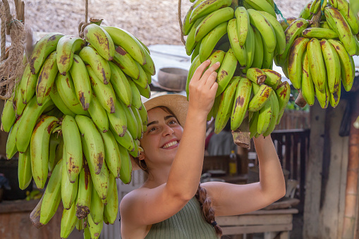 Banana Trip Experience: A young female european tourist picking up colorful green plantain in a organic farm in Latin America. The young tourists living a local farm experience. She's wearing a Panama Hat, originally made in Ecuador.