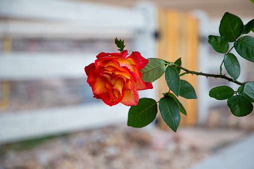 Rose in front of fence