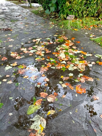 leaves on the ground after autumn rain and wind