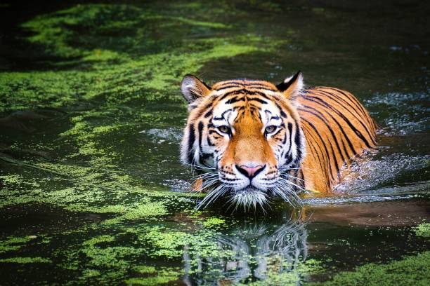 istock A tiger is in the water to hunt 1750824070