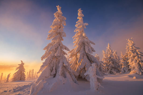 istock Snowy christmas trees at sunset 1750830439