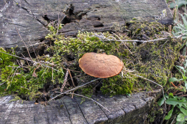 istock a brown mushroom found in moss 1750836538